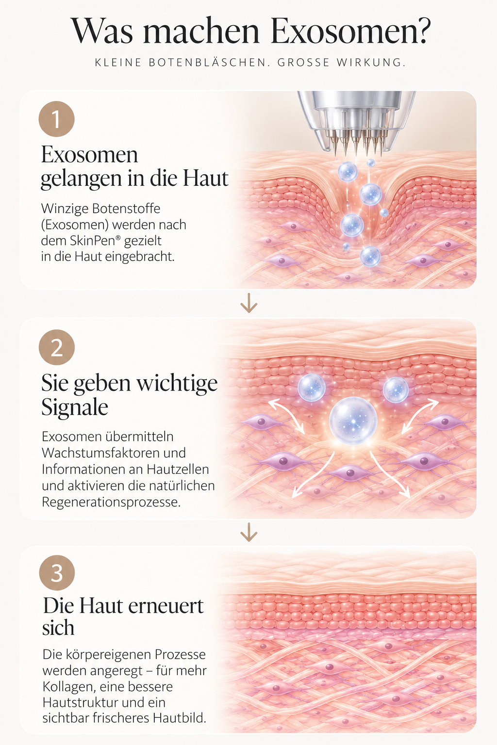 Was machen Exosomen? Drei Schritte: 1. Exosomen gelangen in die Haut. 2. Sie geben wichtige Signale. 3. Die Haut erneuert sich.